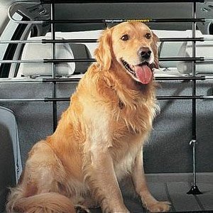 dog taxi manchester
